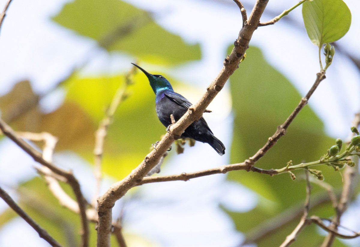 Malagasy Sunbird - Antonio Ceballos Barbancho