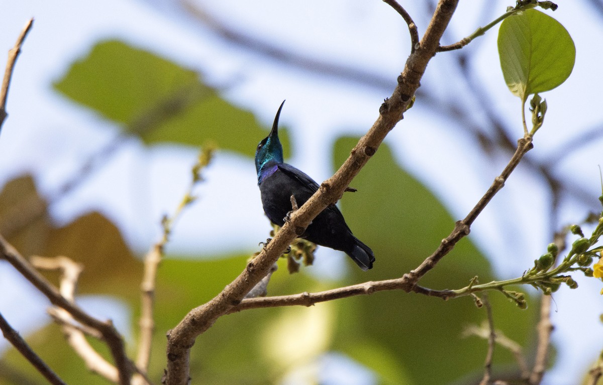 Malagasy Sunbird - ML621028803