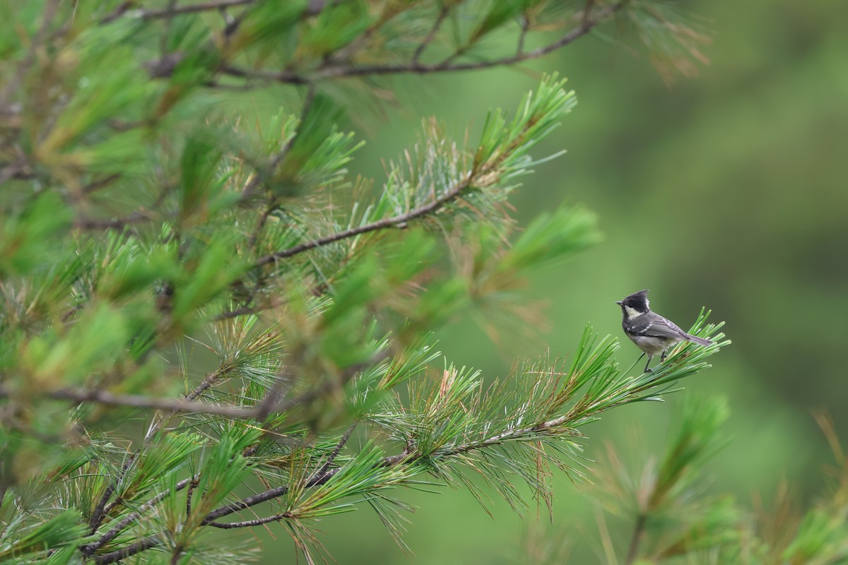 Coal Tit (Chinese) - Chi-Hsuan Shao