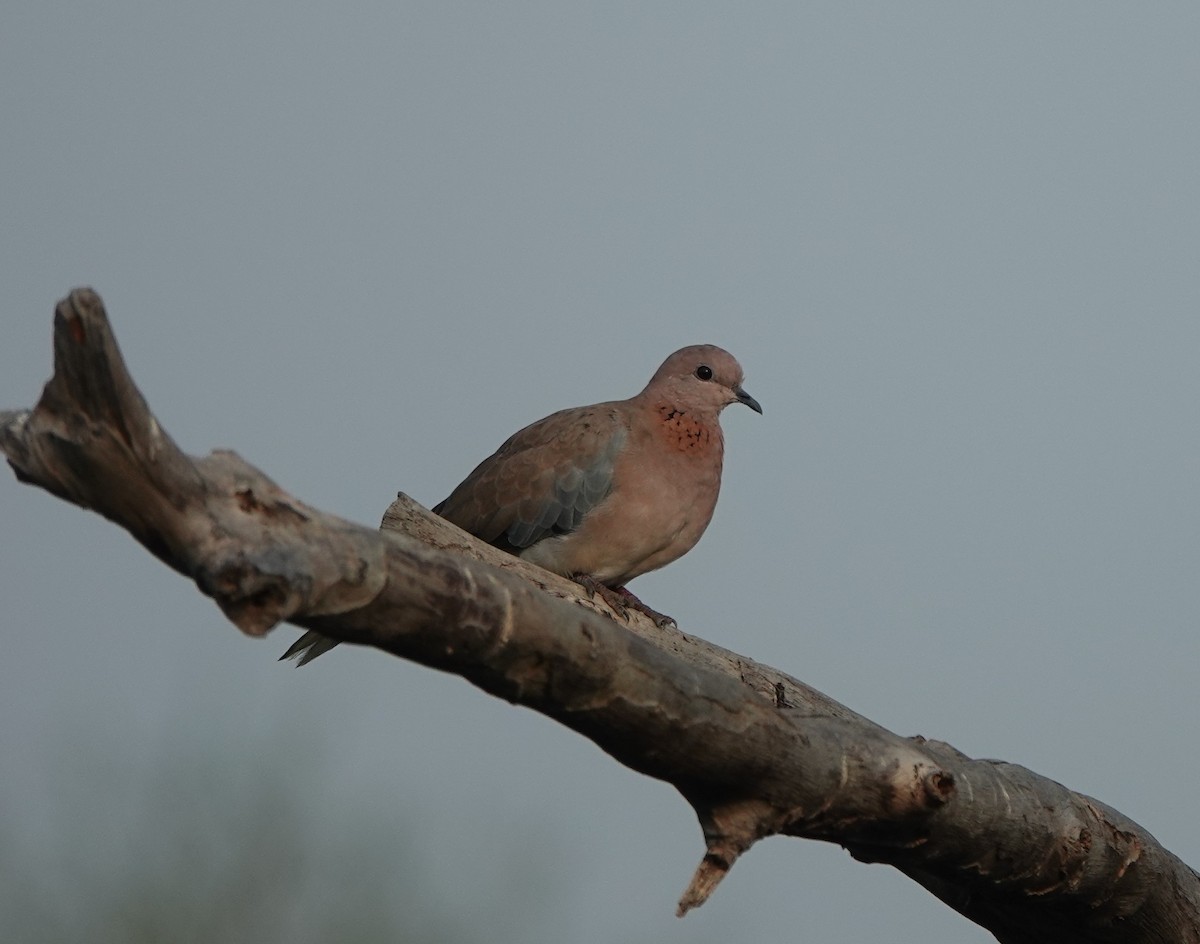 Laughing Dove - ML621028816