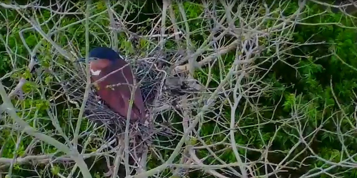 Nankeen Night Heron - ML621028819