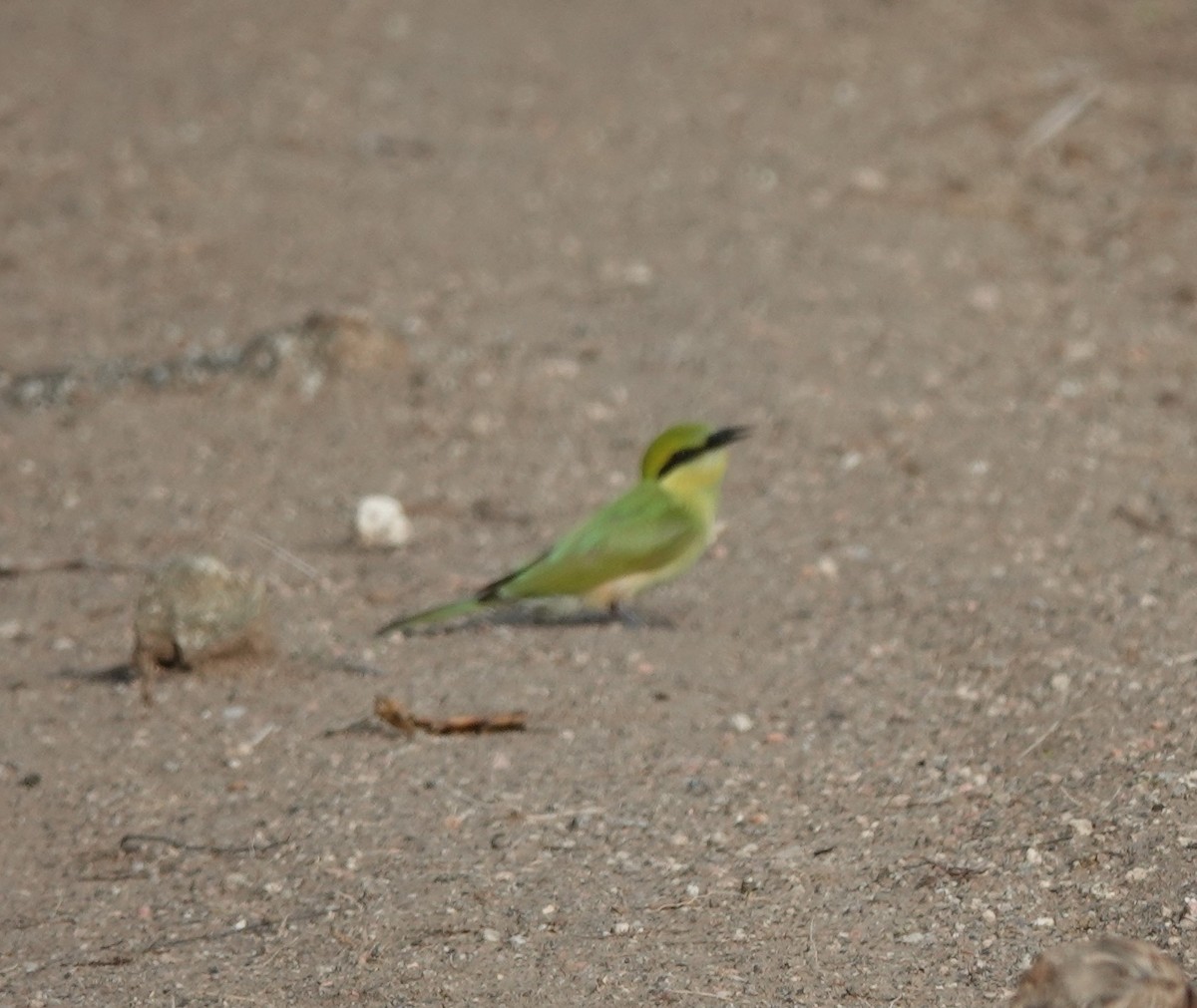 Asian Green Bee-eater - ML621028822