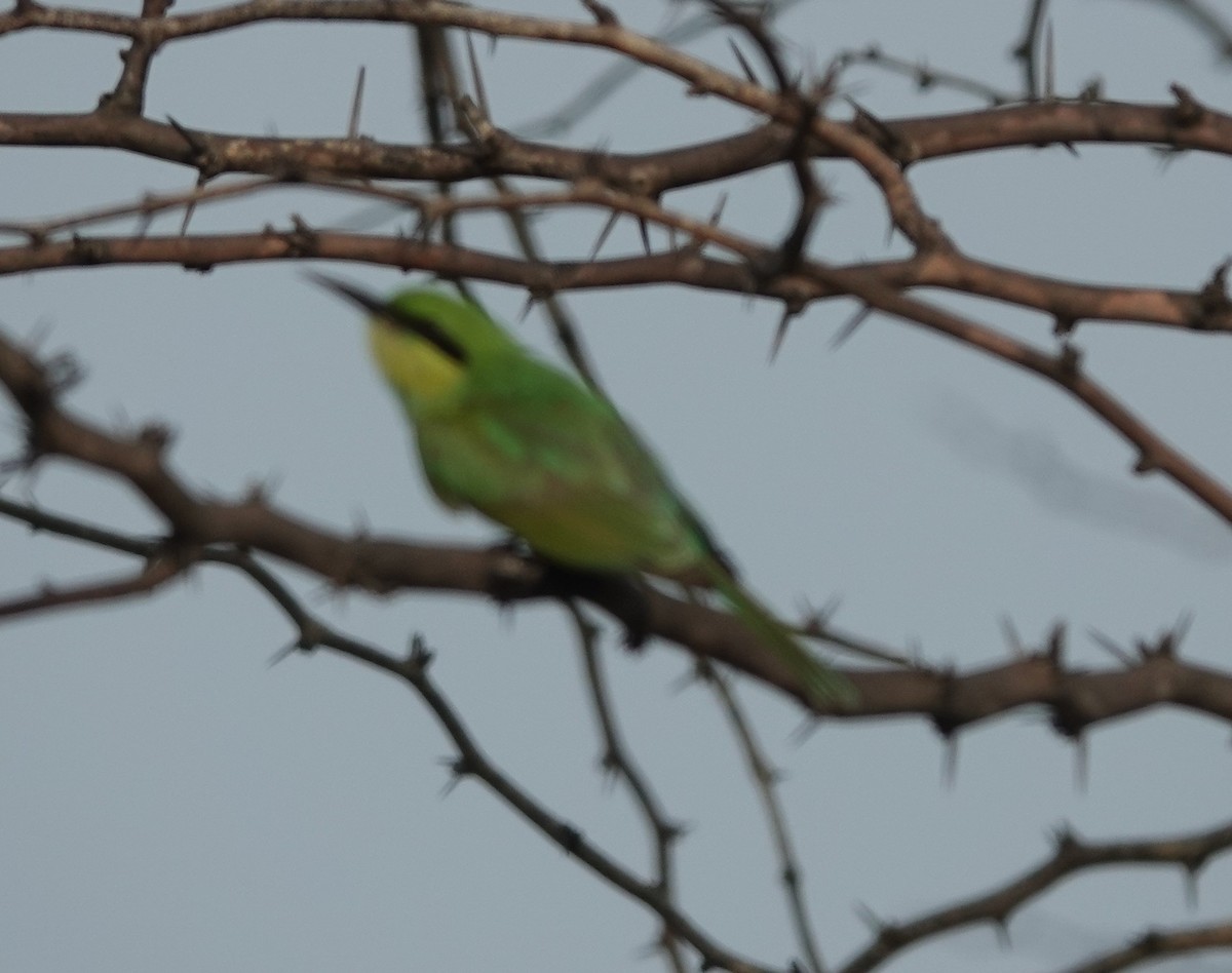 Asian Green Bee-eater - ML621028823