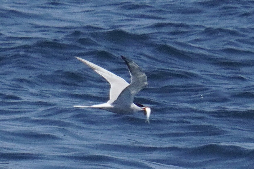 Common Tern - ML621028826