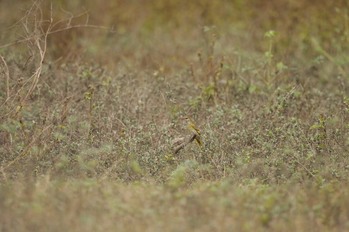 Black Cuckooshrike - ML621028854