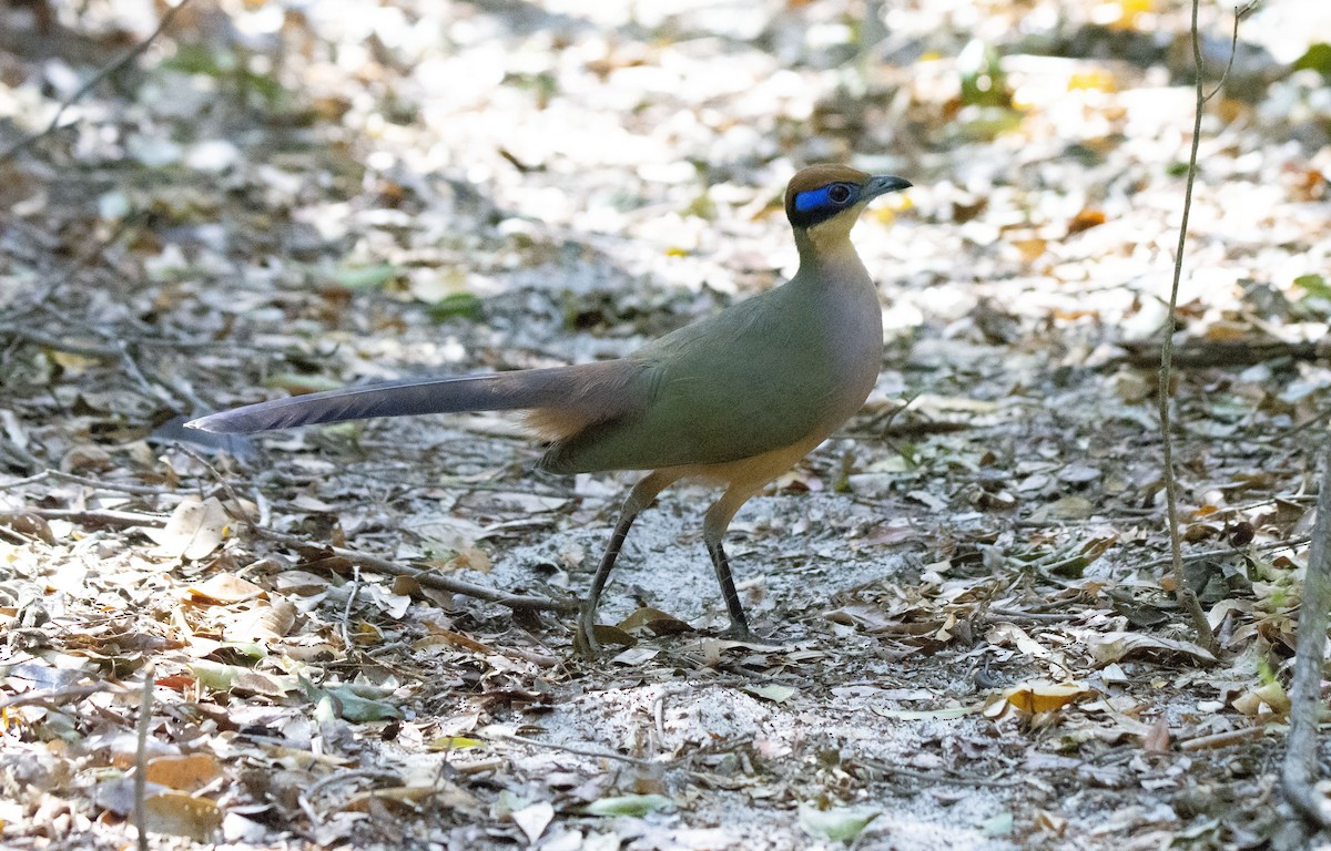 Red-capped Coua (Red-capped) - Antonio Ceballos Barbancho