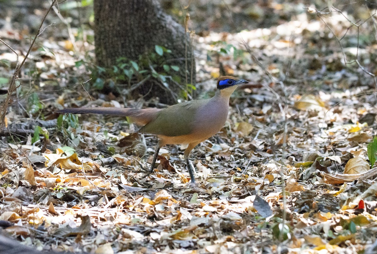 Red-capped Coua (Red-capped) - ML621028866