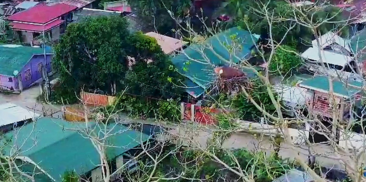 Nankeen Night Heron - ML621028875