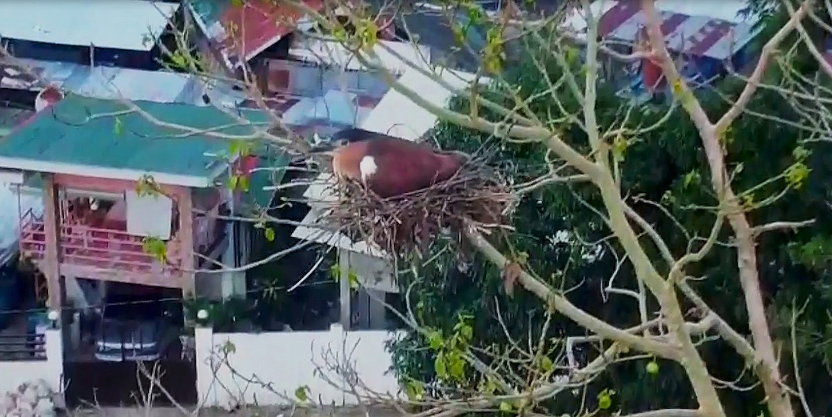 Nankeen Night Heron - ML621028928