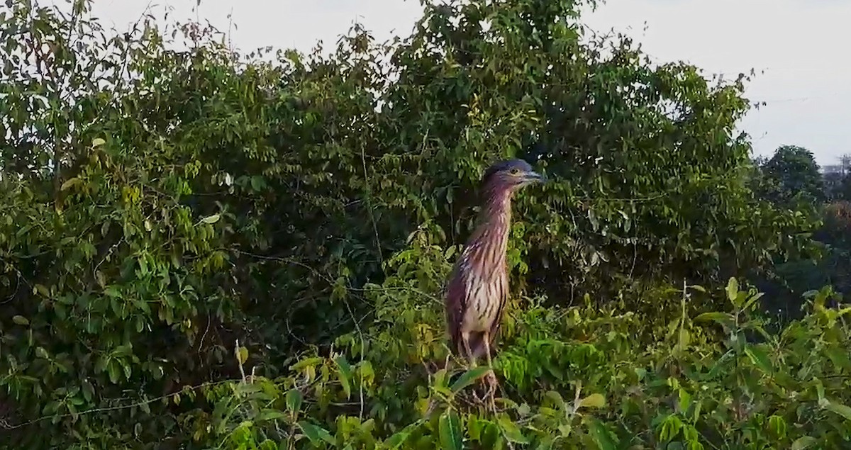 Nankeen Night Heron - ML621028961