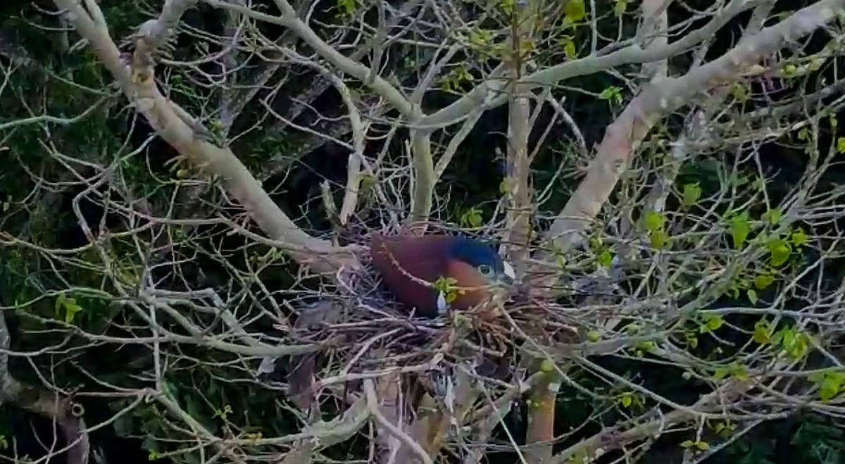 Nankeen Night Heron - ML621028962