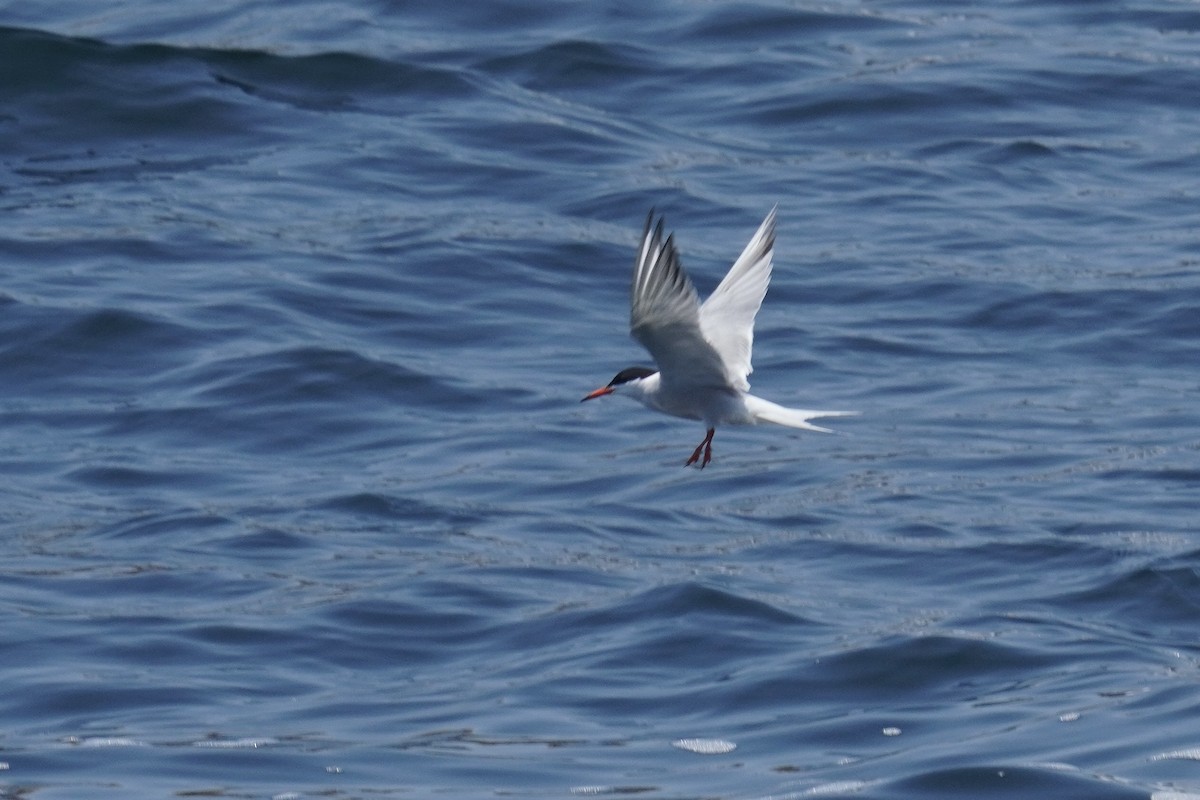 Common Tern - ML621028964