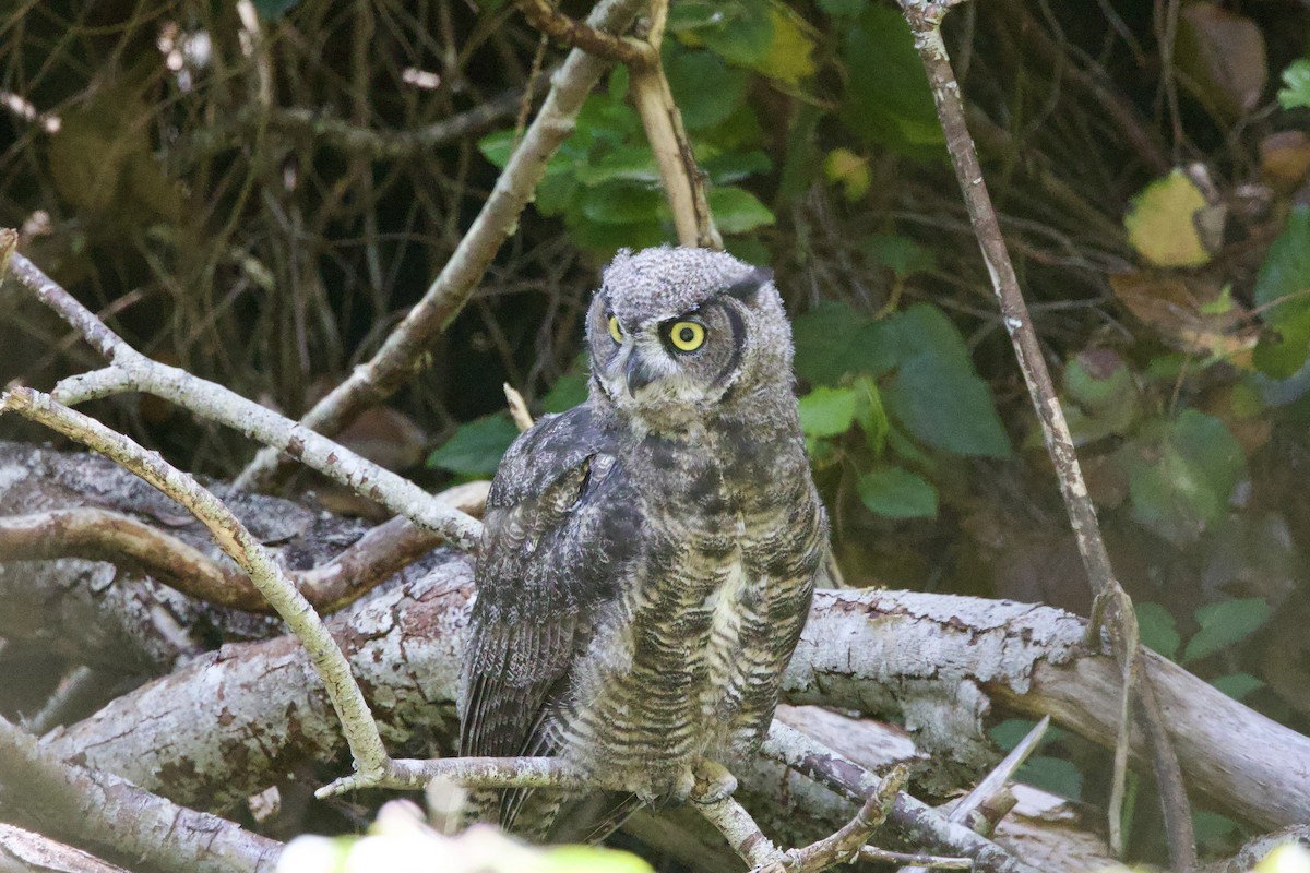 Great Horned Owl - ML621028987