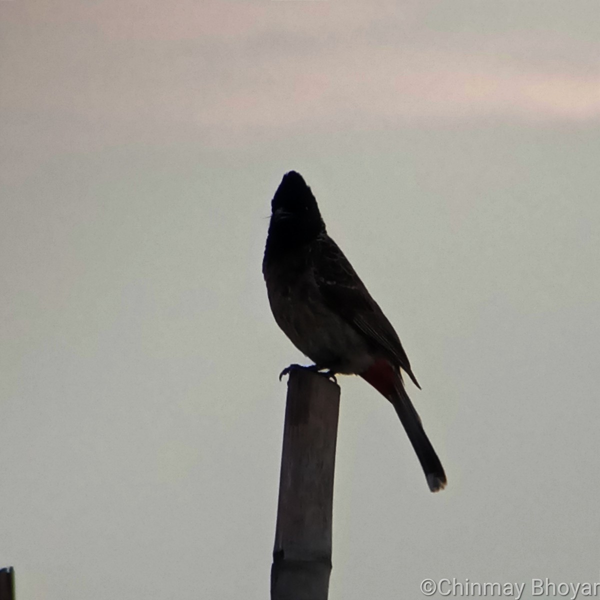 Red-vented Bulbul - ML621028993