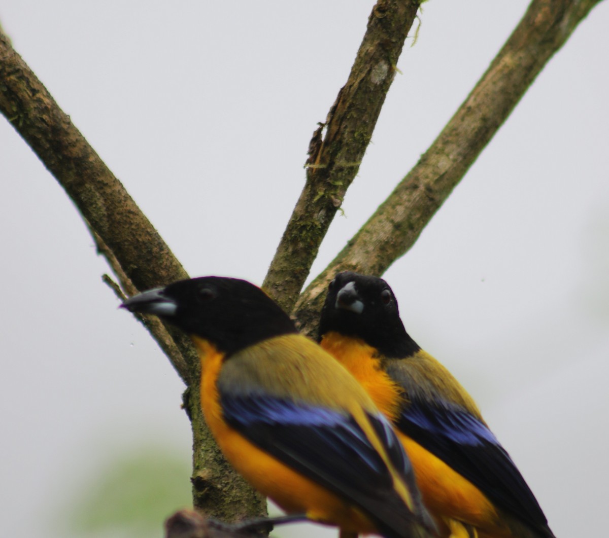 Black-chinned Mountain Tanager - ML621029018