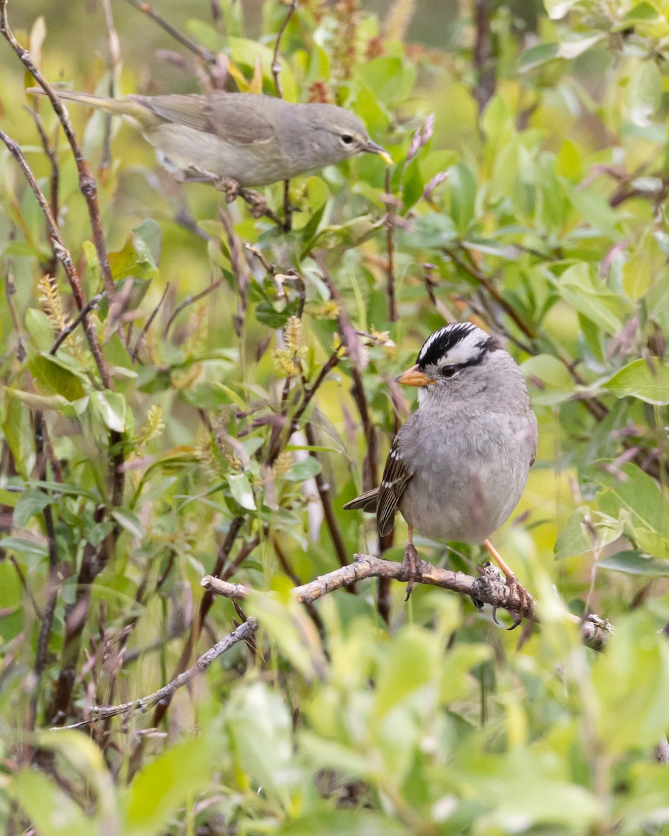 White-crowned Sparrow - ML621029029