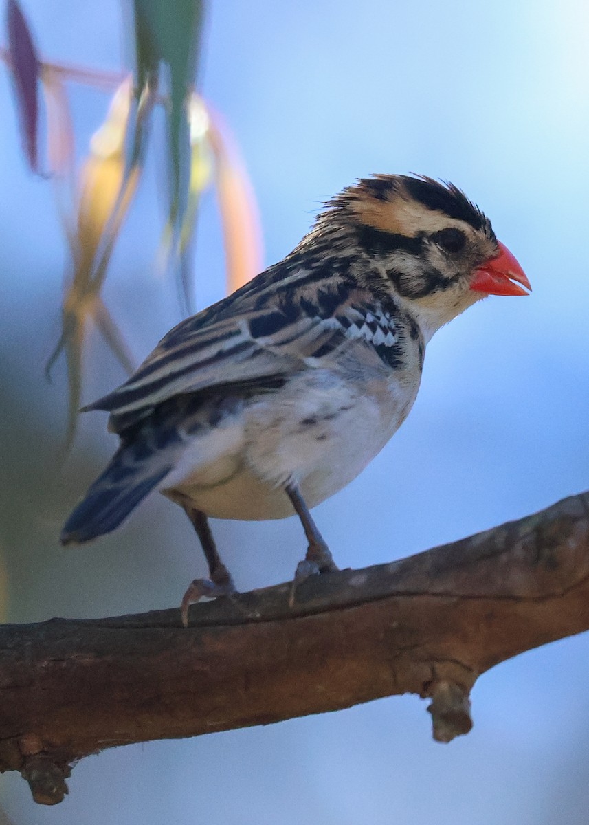 Pin-tailed Whydah - ML621029052