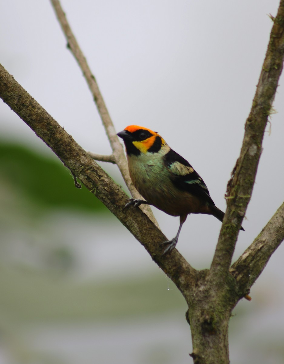 Flame-faced Tanager - Evelyn Barona