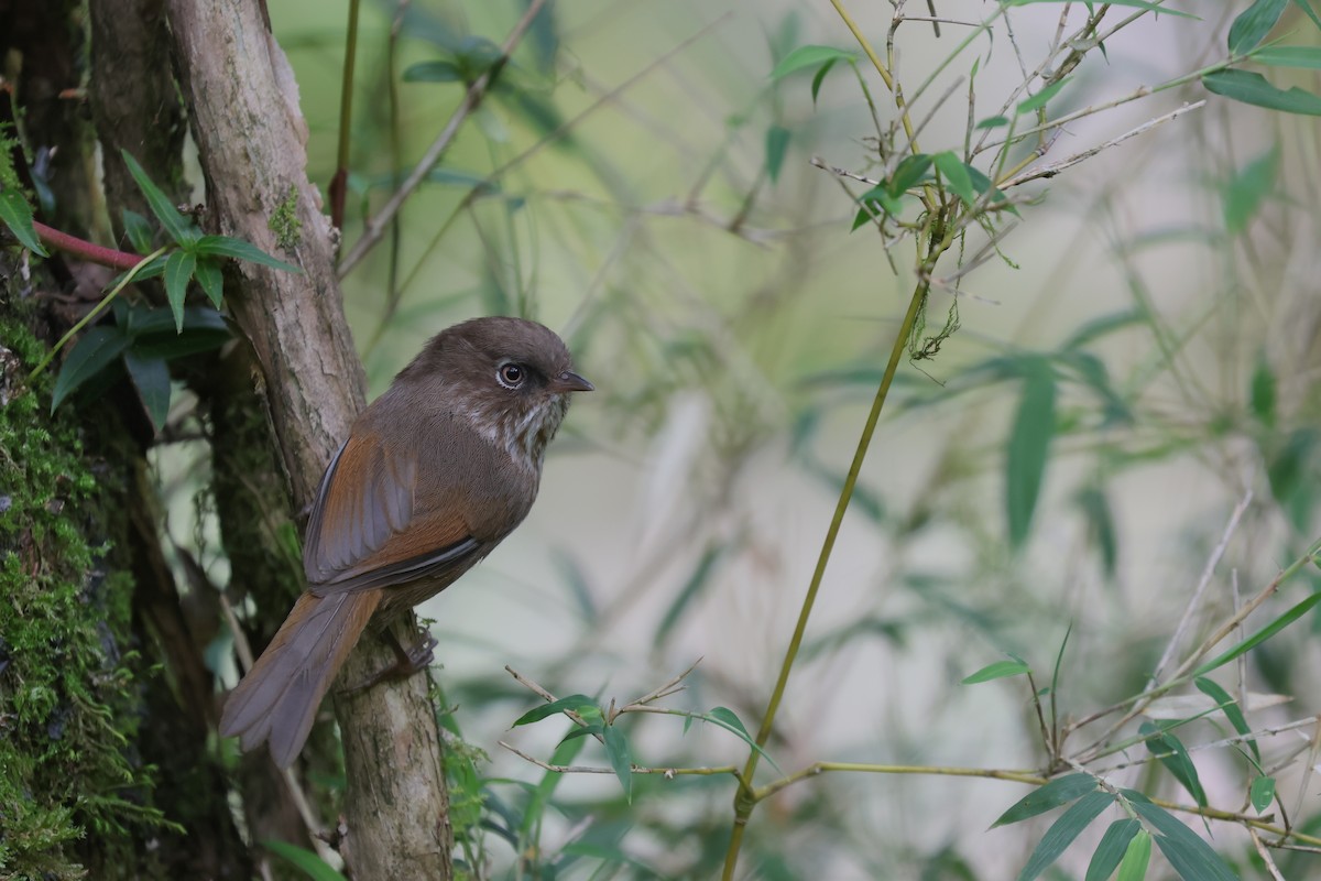 Taiwan Fulvetta - ML621029117