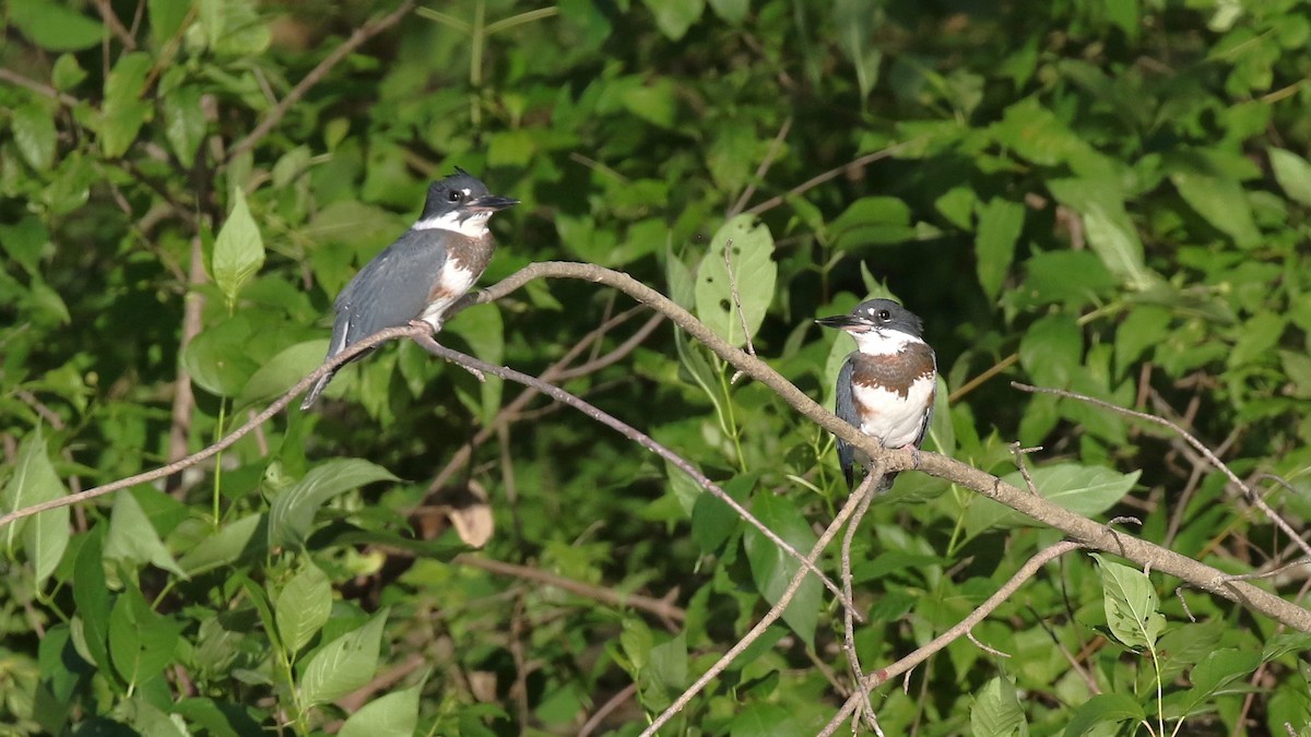 Belted Kingfisher - ML621029127