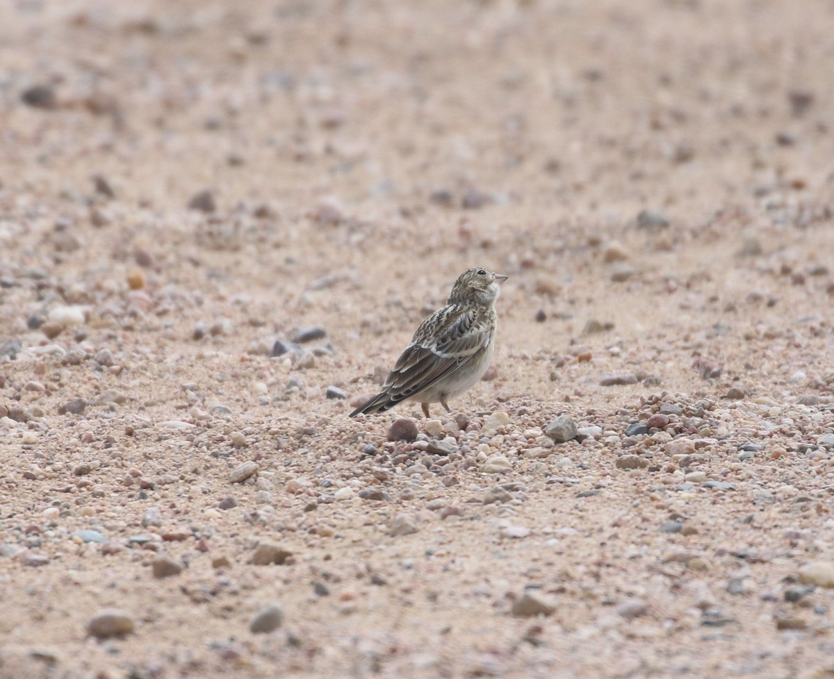 Thick-billed Longspur - ML621029162