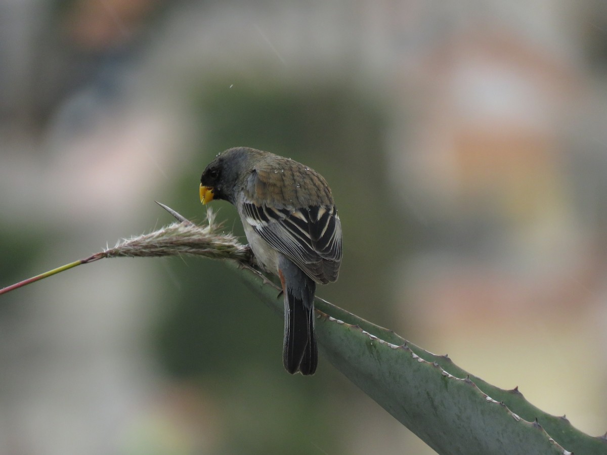 Band-tailed Seedeater - ML621029176