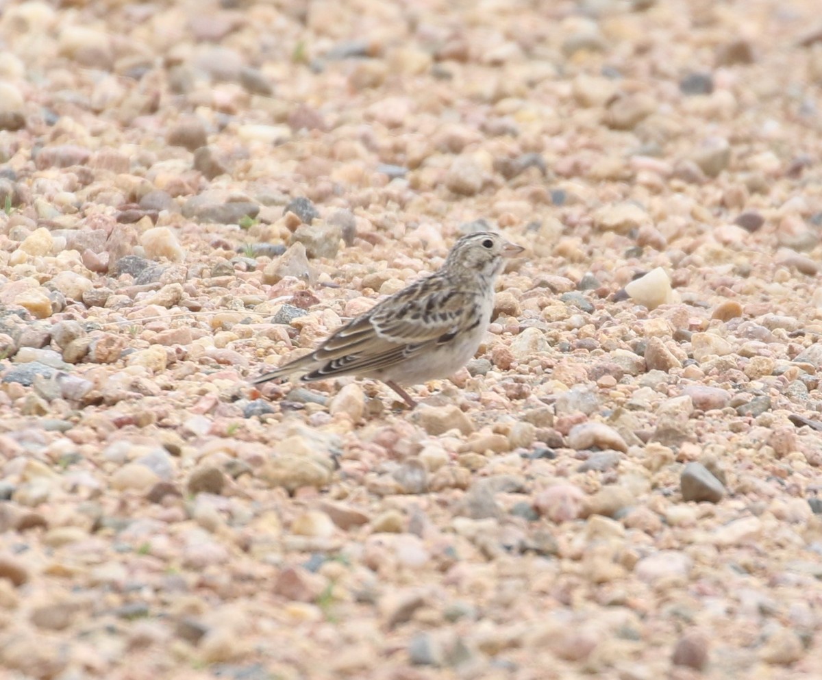 Thick-billed Longspur - ML621029182
