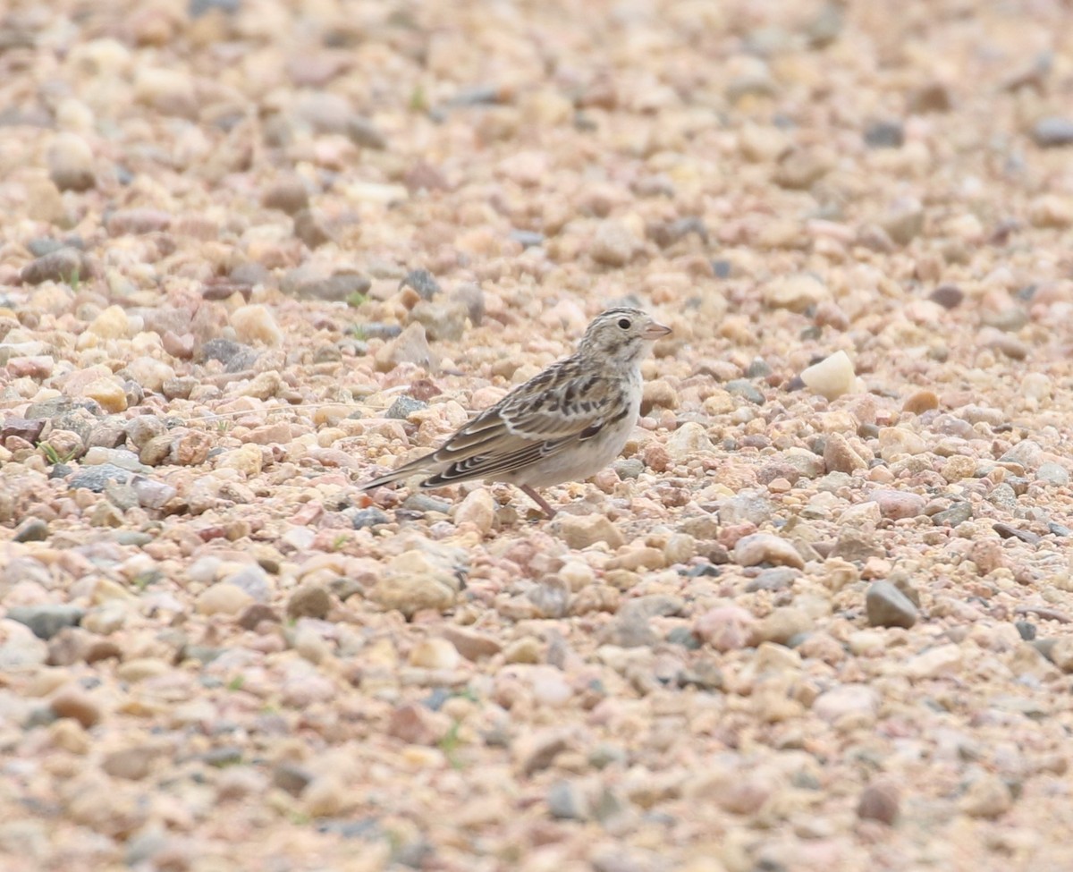 Thick-billed Longspur - ML621029187