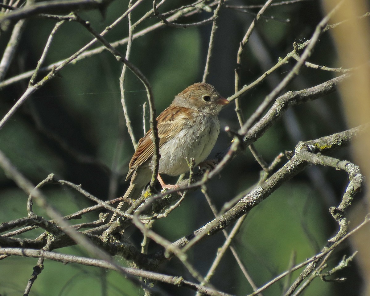 Field Sparrow - ML621029223