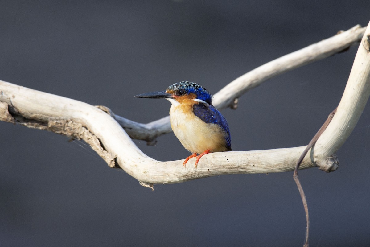 Malagasy Kingfisher - ML621029226