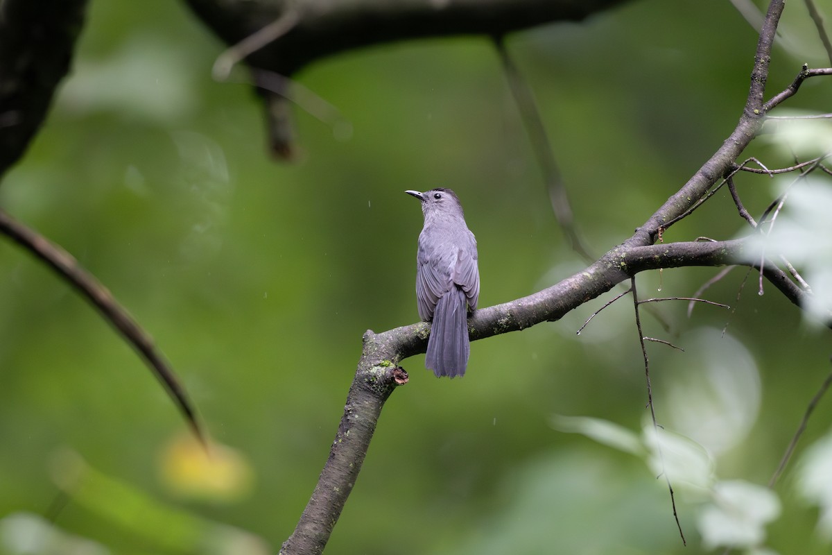 Gray Catbird - ML621029228