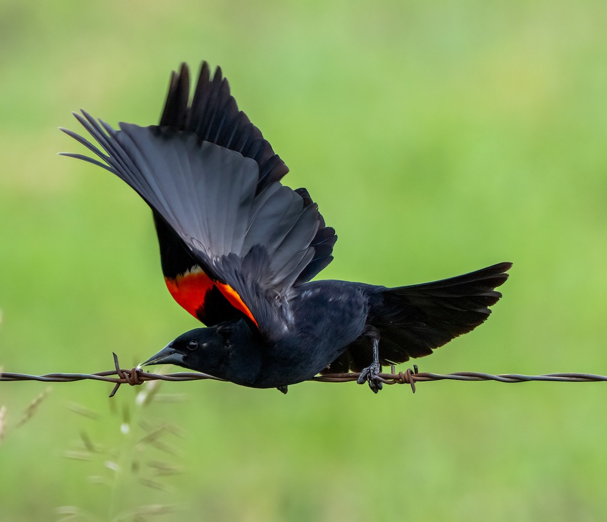 Red-winged Blackbird - ML621029234