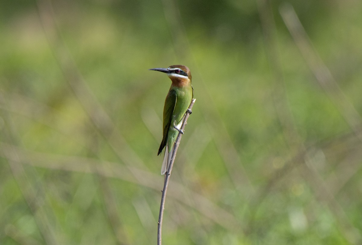 Madagascar Bee-eater - ML621029235