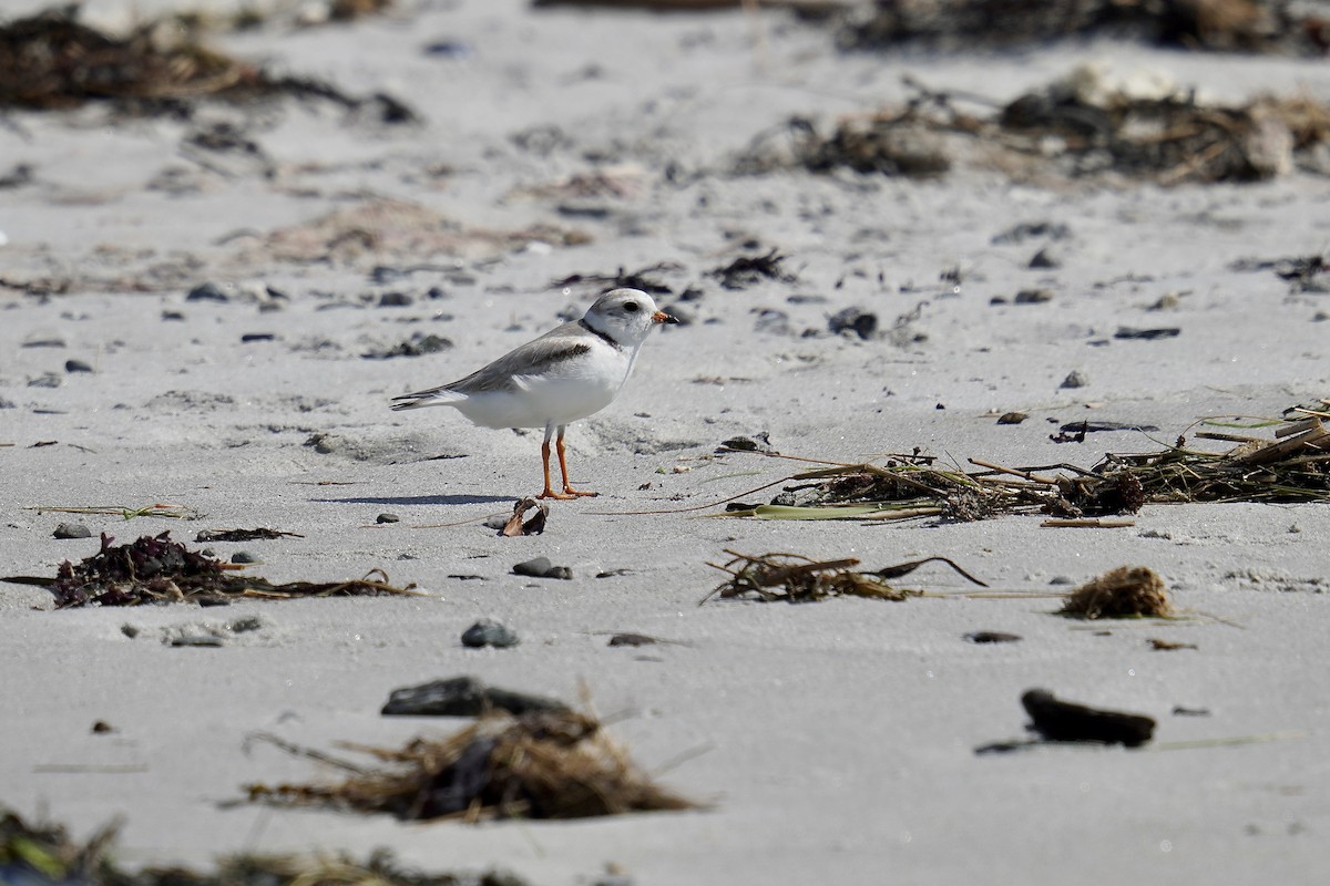 Piping Plover - ML621029236