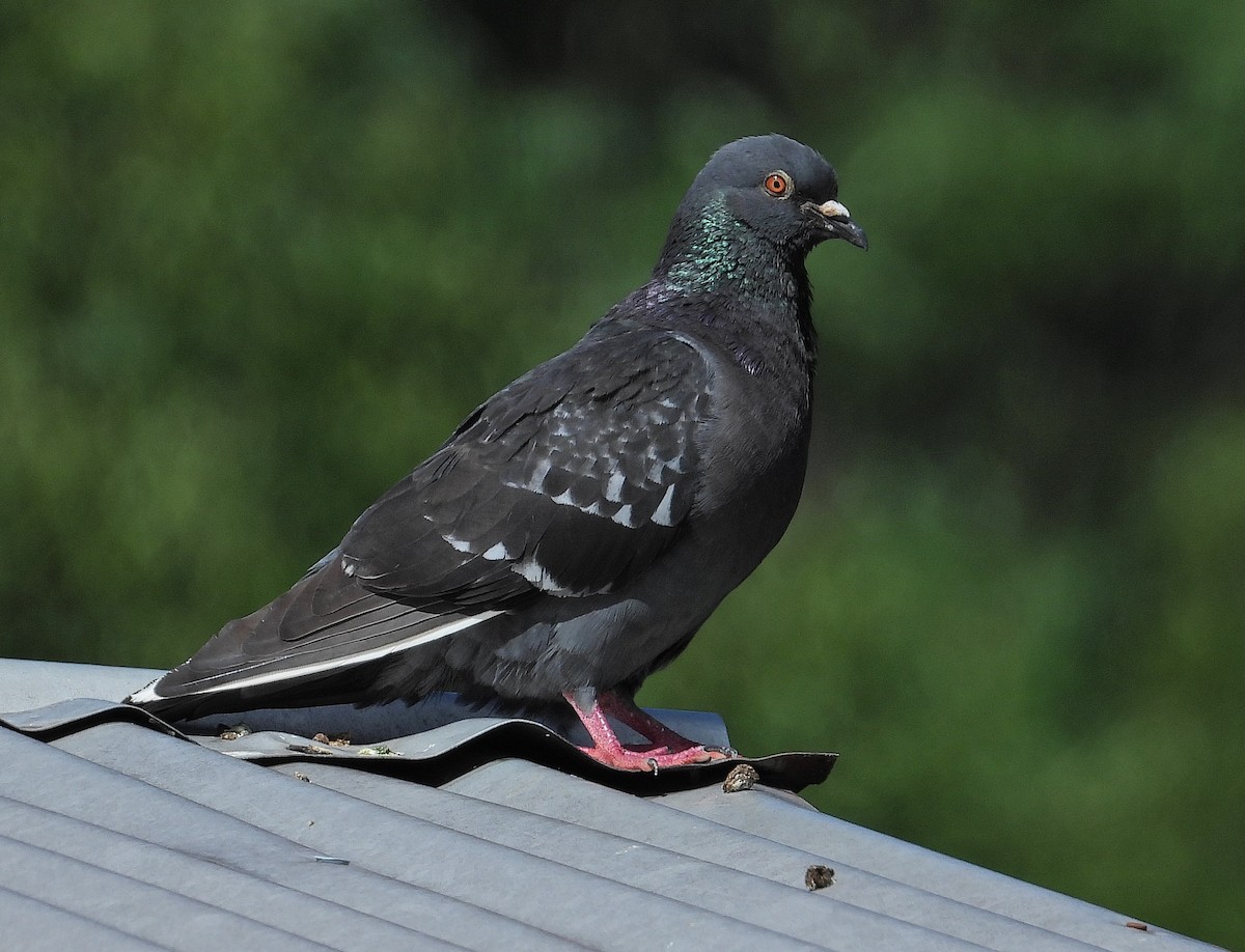 Pigeon biset (forme domestique) - ML621029311