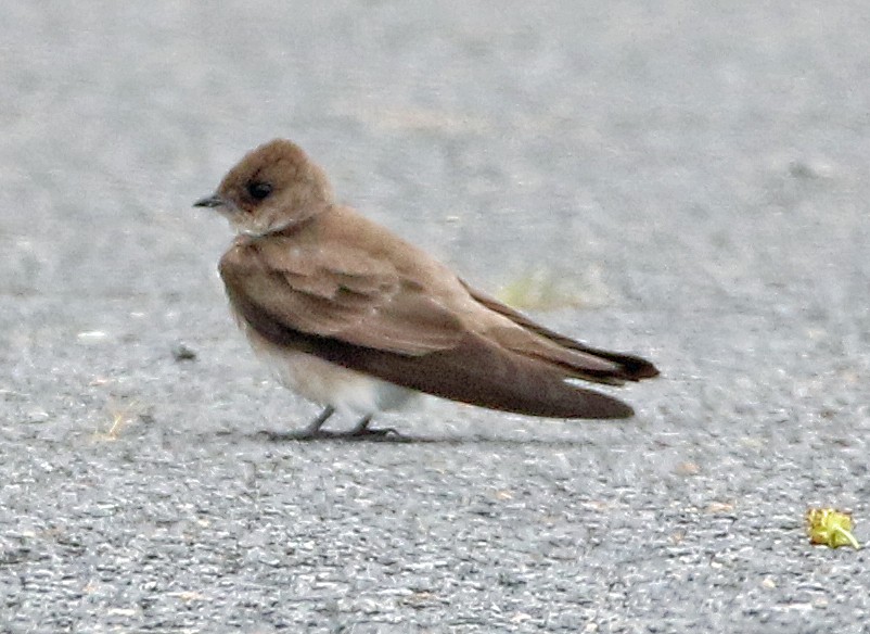 Northern Rough-winged Swallow - ML621029315
