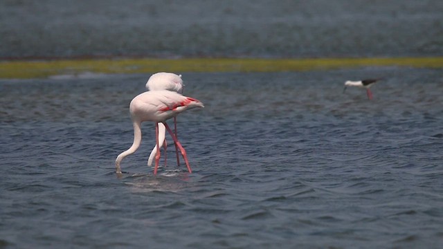 Greater Flamingo - ML621029344