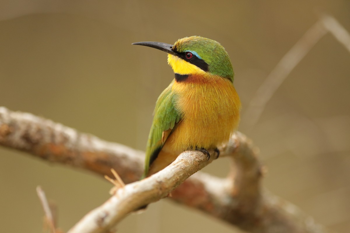 Little Bee-eater - ML621029363