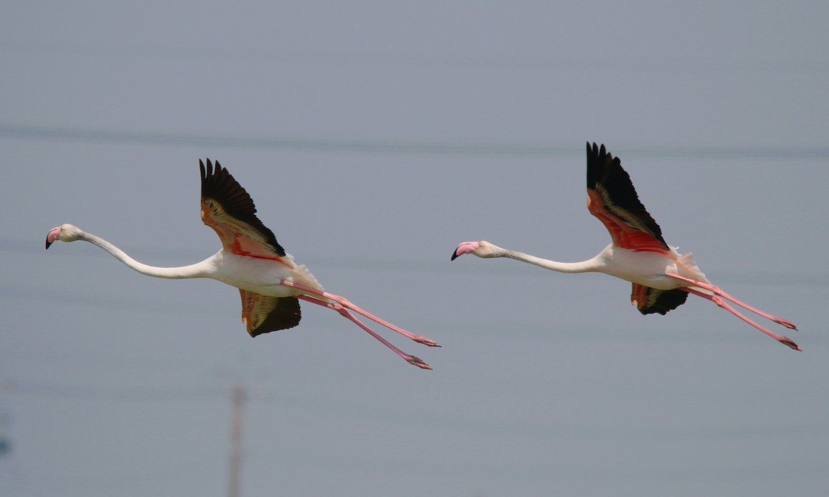 Greater Flamingo - Yi-Cheng Chen