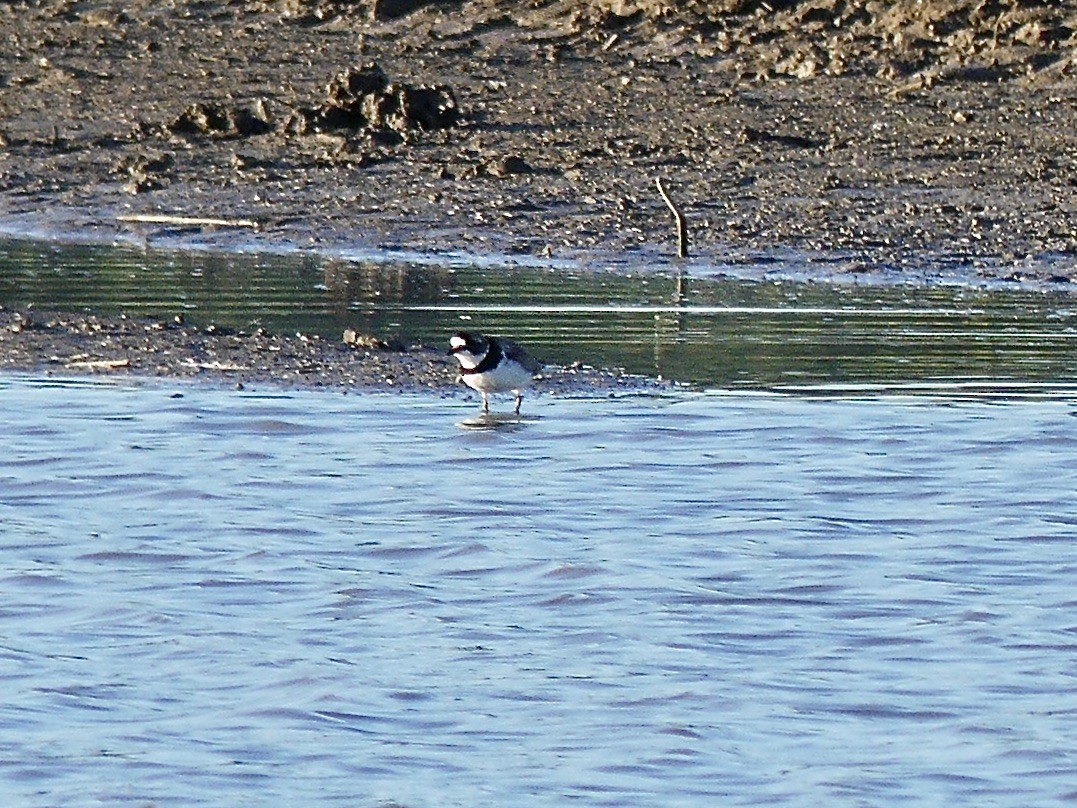 Semipalmated Plover - ML621029382