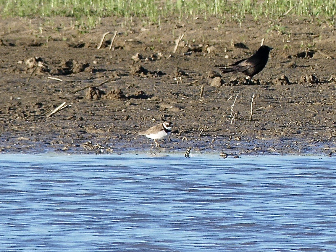 Semipalmated Plover - ML621029383