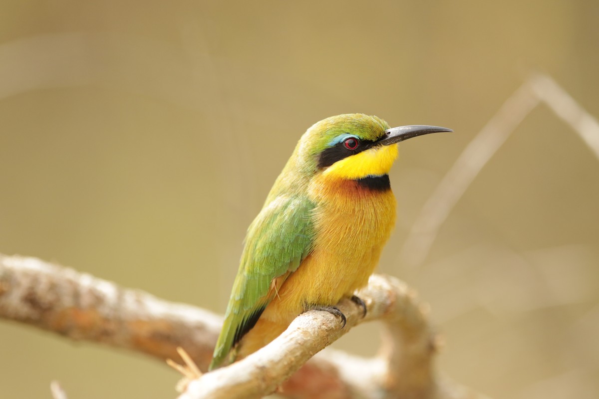 Little Bee-eater - ML621029401