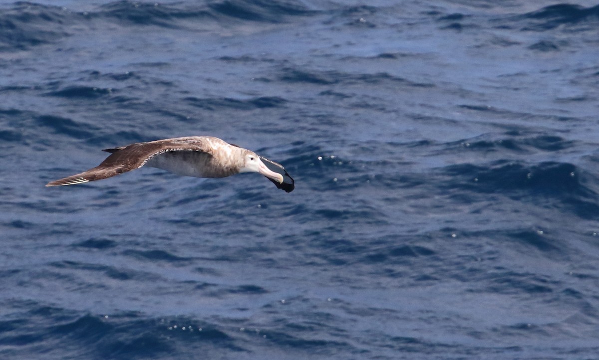 Albatros de Tristan da Cunha - ML621029407