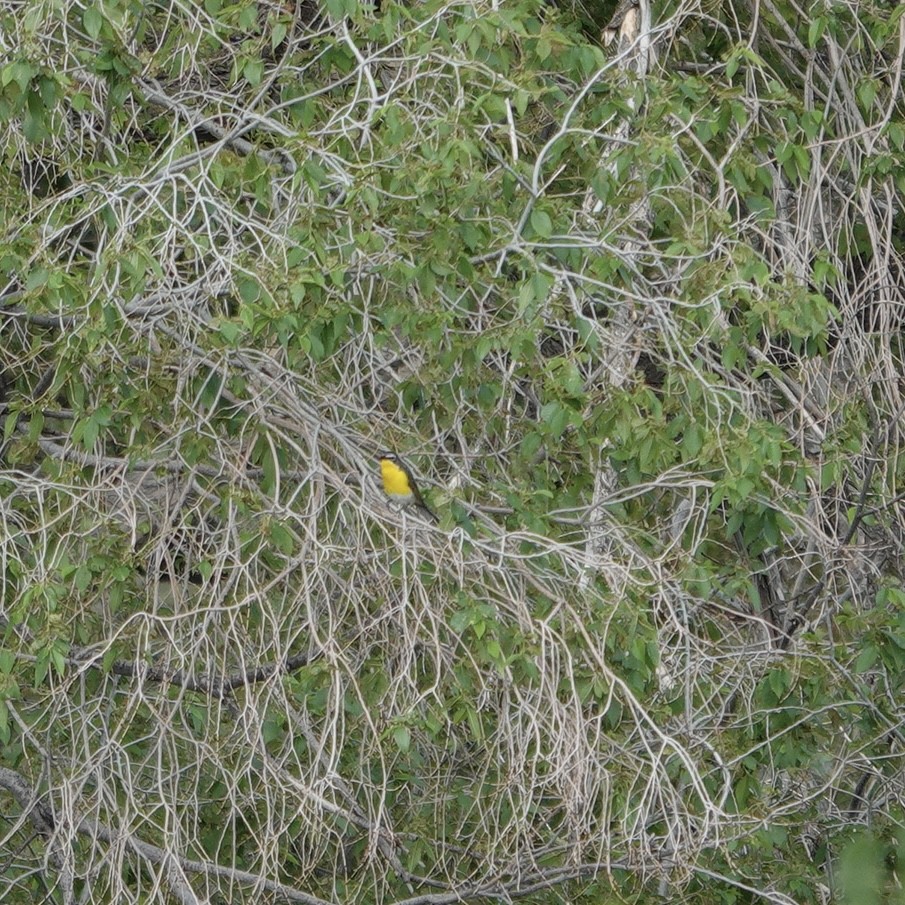 Yellow-breasted Chat - ML621029414