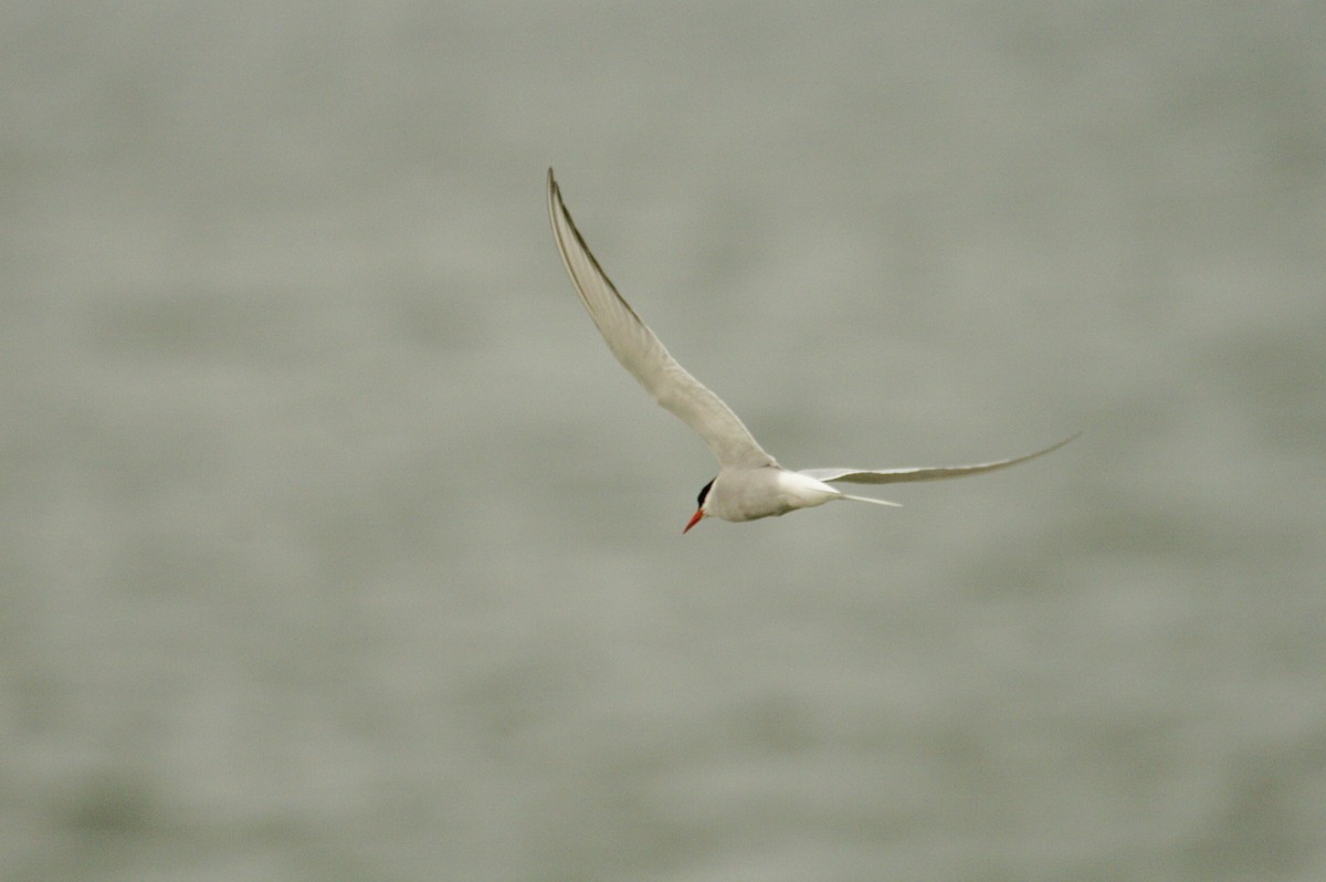 Common Tern - ML621029415