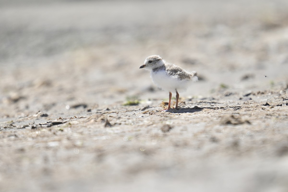 Piping Plover - ML621029438
