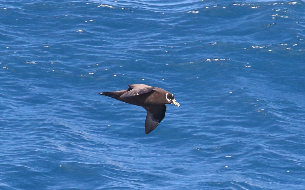 Spectacled Petrel - ML621029439
