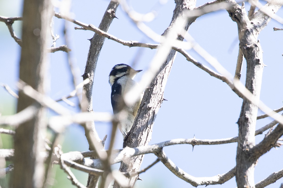 Downy Woodpecker (Rocky Mts.) - ML621029440