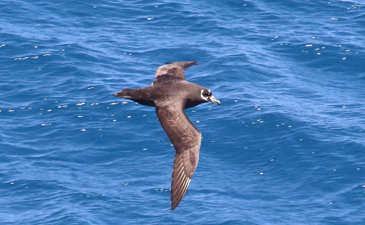 Spectacled Petrel - ML621029446