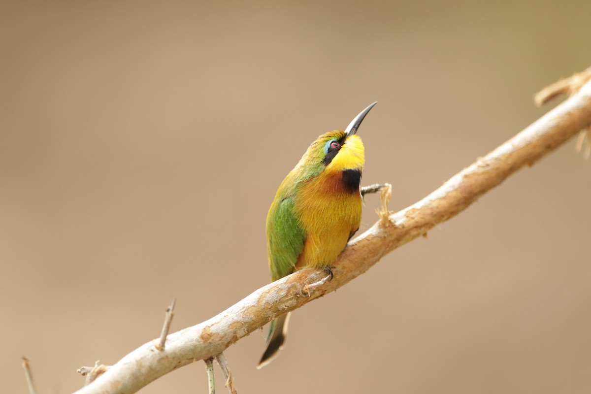 Little Bee-eater - ML621029452